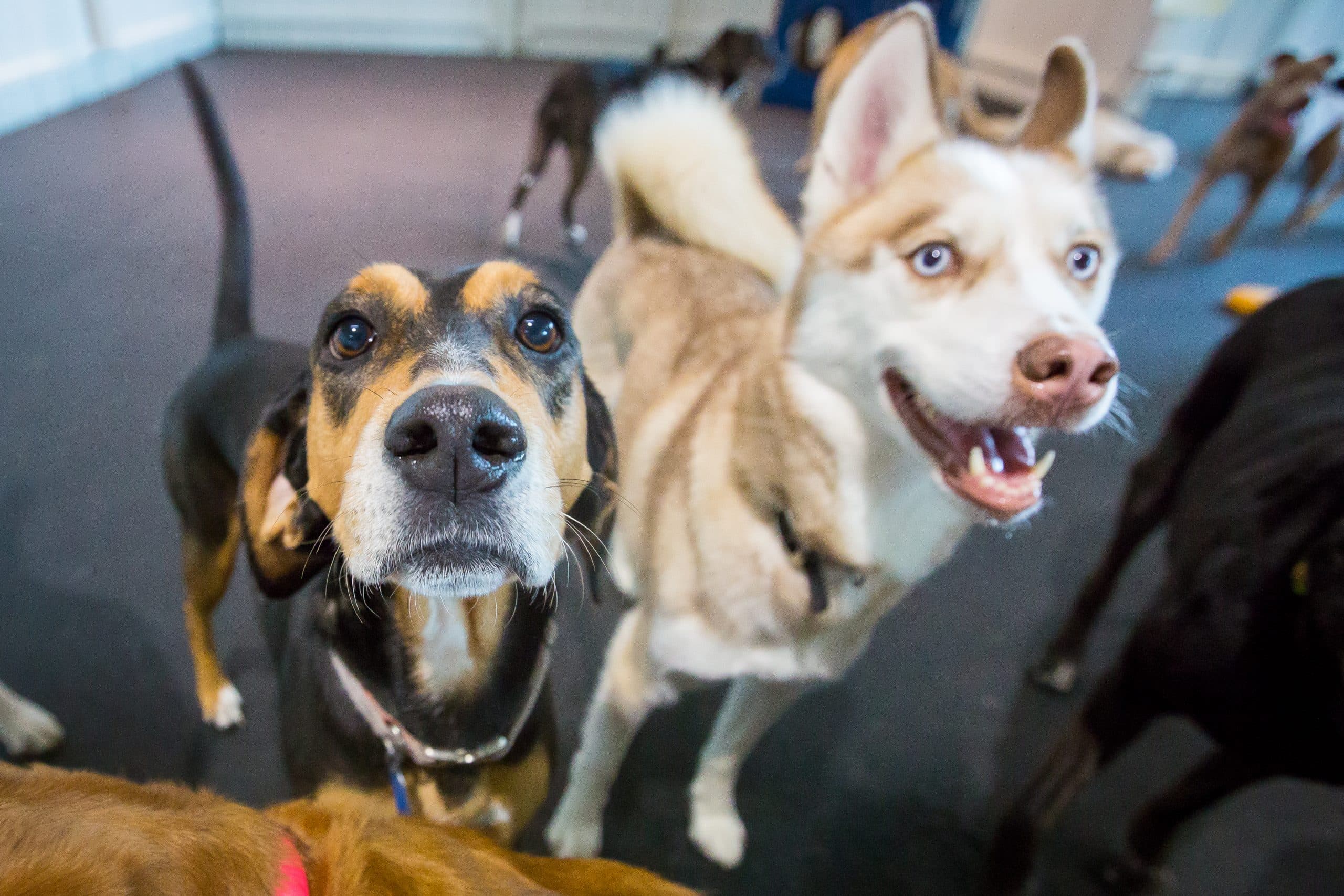 Are Dogs Happy When Boarded?